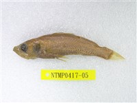 藏品(短鰭新燈籠魚)的圖片